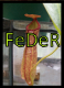 Feder's Avatar